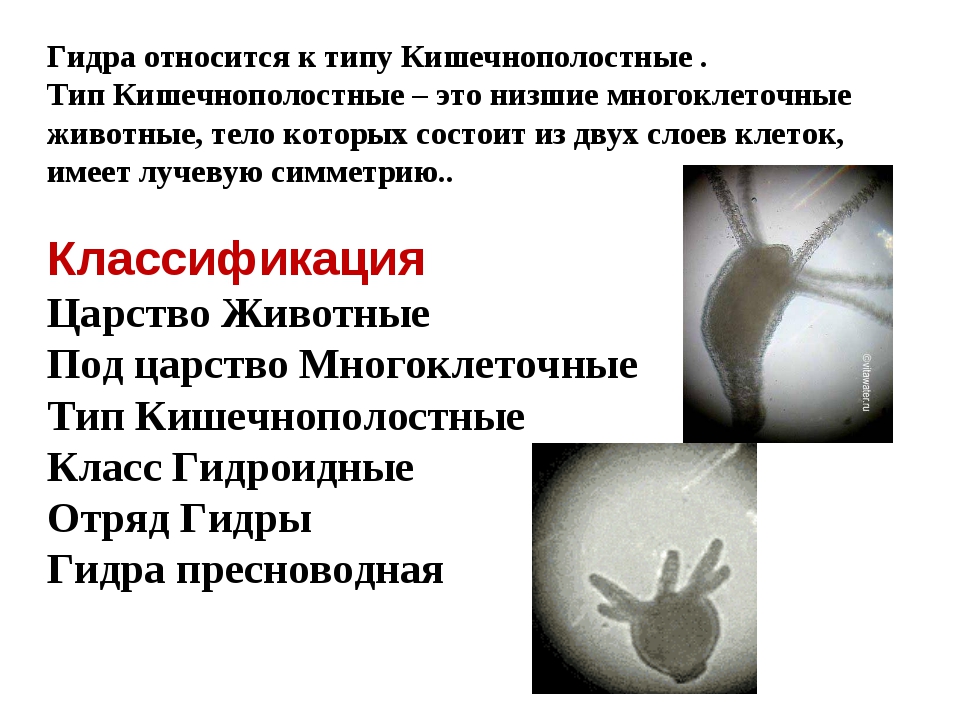 Кракен маркет онион